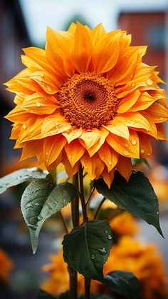 a large sunflower with water droplets on it's petals