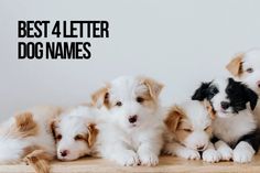 four puppies are sitting next to each other with the words best 4 letter dog names