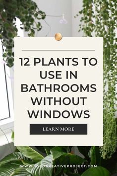 plants in bathroom with text overlay that reads 12 plants to use in bathrooms without windows