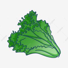 a green leafy vegetable on a white background