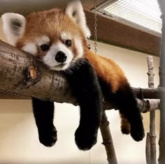 a red panda bear sitting on top of a tree branch hanging from a chain in a cage