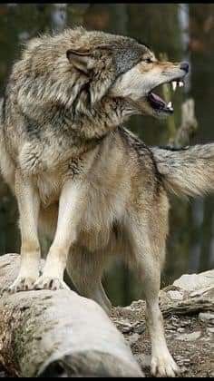 Wolf Photography, Wolf Spirit Animal, Timber Wolf, Animal Study