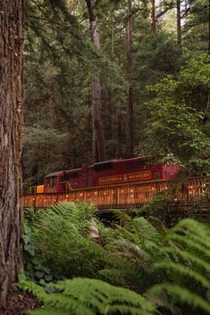 a red train traveling through a forest filled with lots of tall trees and green ferns