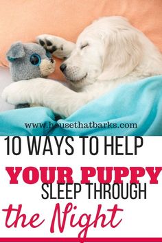 a white dog laying on top of a bed next to a stuffed animal with the words 10 ways to help your puppy sleep through the night