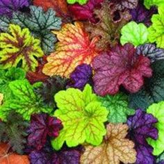 many different colored leaves are arranged together on the ground in this close up photo,