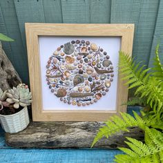 a wooden frame with shells and plants in it next to a potted succulent