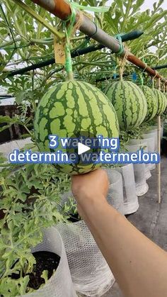 watermelon growing in the greenhouse being held up by someone's hand,