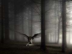 an owl flying through the air in front of trees and foggy sky with text that reads, kady ma swgo anala strozza