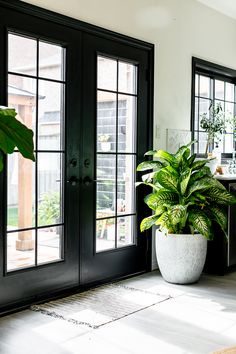 a houseplant in a large white planter sits next to two black doors