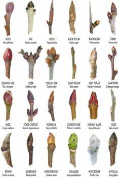 the different types of flowers are shown in this chart, and each flower has its own name