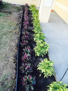 some plants that are growing in the dirt near a building and grass on the ground