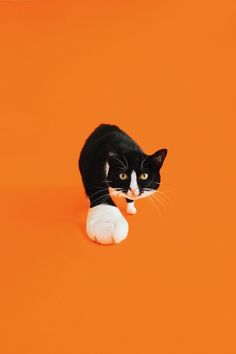 a black and white cat sitting on an orange background