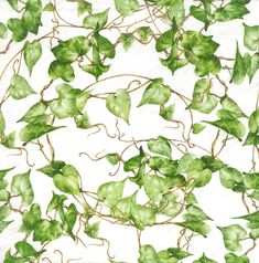 green ivy leaves on white background