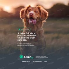 a brown dog with its tongue out in front of the camera and an advertisement for clinic