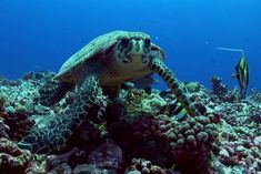 a sea turtle swimming over a coral reef