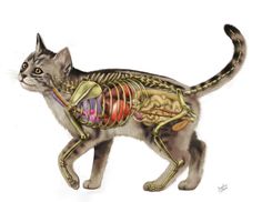 a cat with a skeleton on its back and the body in it's stomach