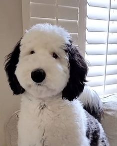 a black and white dog sitting on top of a bed in front of a window