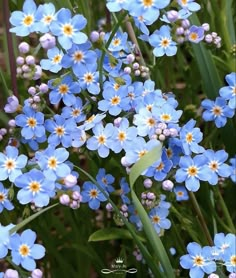 small blue flowers are growing in the grass