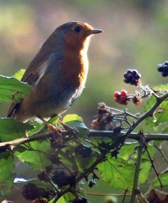 a small bird sitting on top of a tree branch next to berries and green leaves