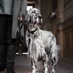 a black and white dog standing next to a person