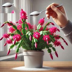 a potted plant with pink flowers being sprinkled on it by a person's hand