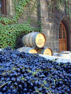 several wine barrels stacked on top of each other in front of a building with vines growing around them