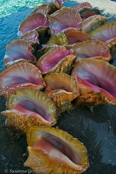 many pink and yellow seashells are lined up on the beach