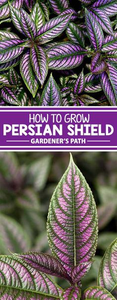 purple and green leaves with the words how to grow persian shield gardener's path