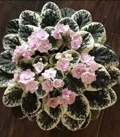 a potted plant with pink and white flowers