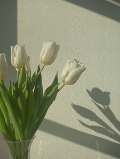 white tulips are in a clear vase on a table next to a wall