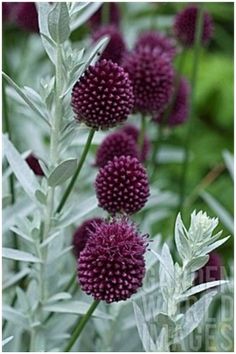 purple flowers are blooming in the garden