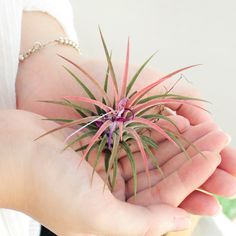 a person holding a small air plant in their hands