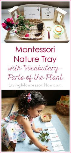 the montessoi nature tray is filled with plants and pictures