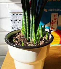 a potted plant sitting on top of a wooden table