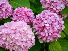 pink flowers with green leaves in the background