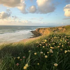 flowers growing on the side of a cliff near the ocean