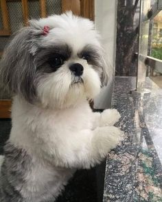 a small white and gray dog sitting on top of a counter