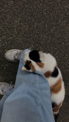 a cat sitting on top of someone's leg