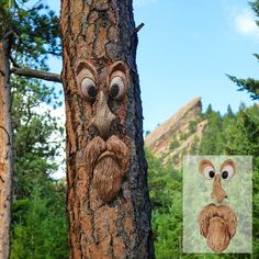 a face carved into the bark of a tree