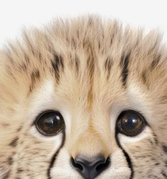 a close up of a cheetah's face with black eyes and fur