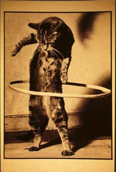 a cat standing on its hind legs holding a frisbee