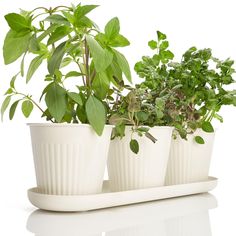 three potted plants are sitting on a white tray, one is green and the other is red