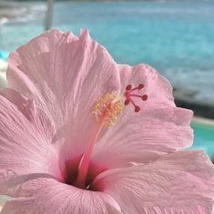 a large pink flower sitting on top of a wooden table next to the ocean and beach