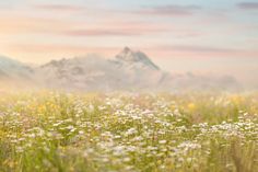 a field full of wildflowers with mountains in the background