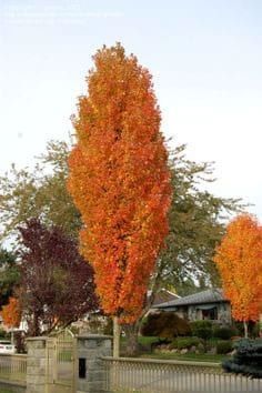 an orange tree in front of a white picket fence and some trees with red leaves