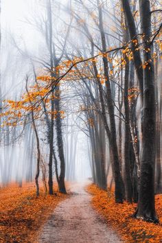 a dirt road surrounded by trees with yellow leaves on the ground and fog in the air