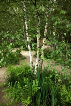 a small white tree in the middle of some green plants and dirt path leading to it