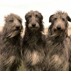 three shaggy haired dogs standing next to each other