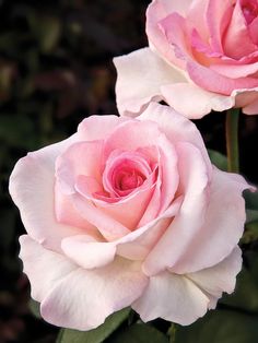 a pink rose with green leaves in the foreground