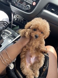 a small brown dog sitting on top of a person's hand in a car